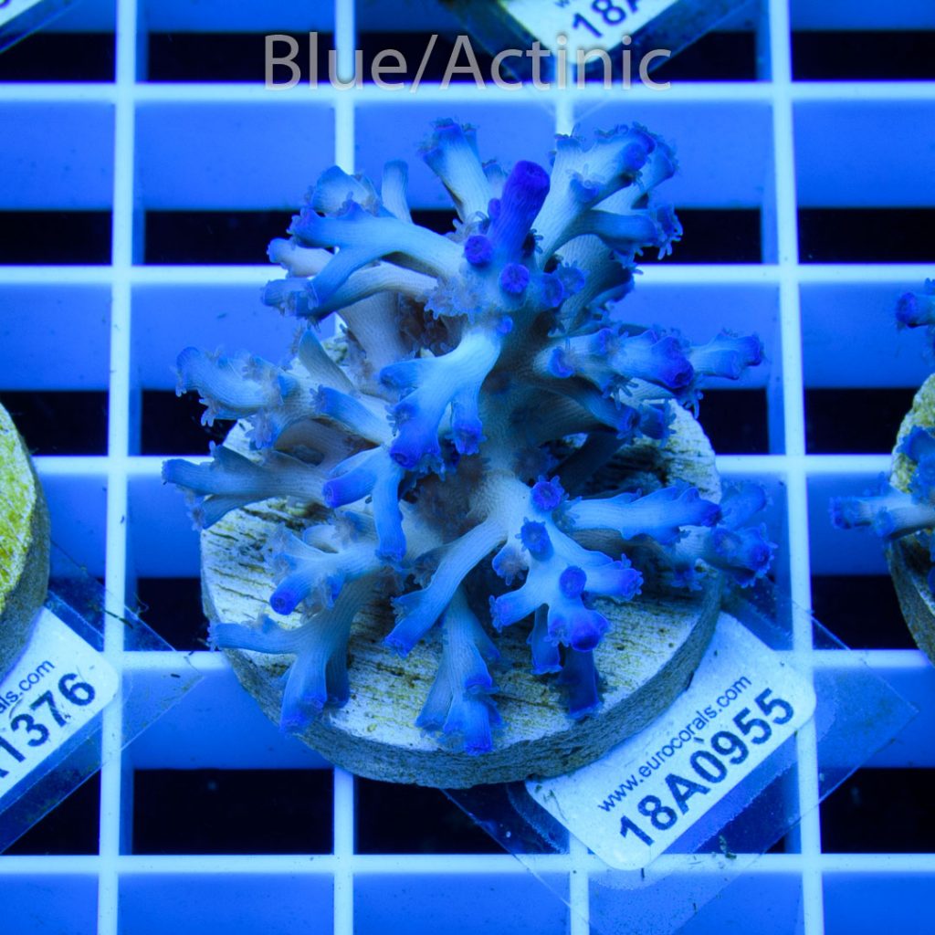 EC Icefire Echinata Boosted Blue - Image 2