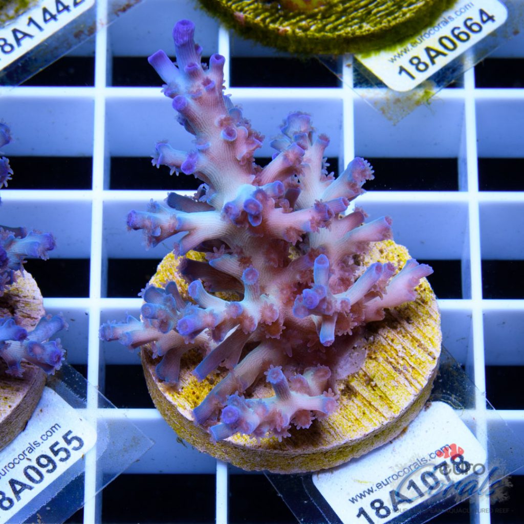 EC Icefire Echinata Boosted Blue