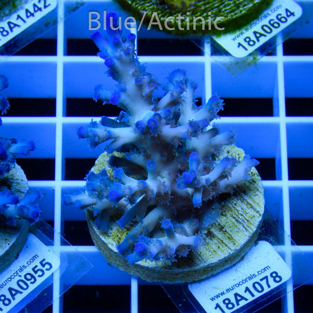 EC Icefire Echinata Boosted Blue - Image 2