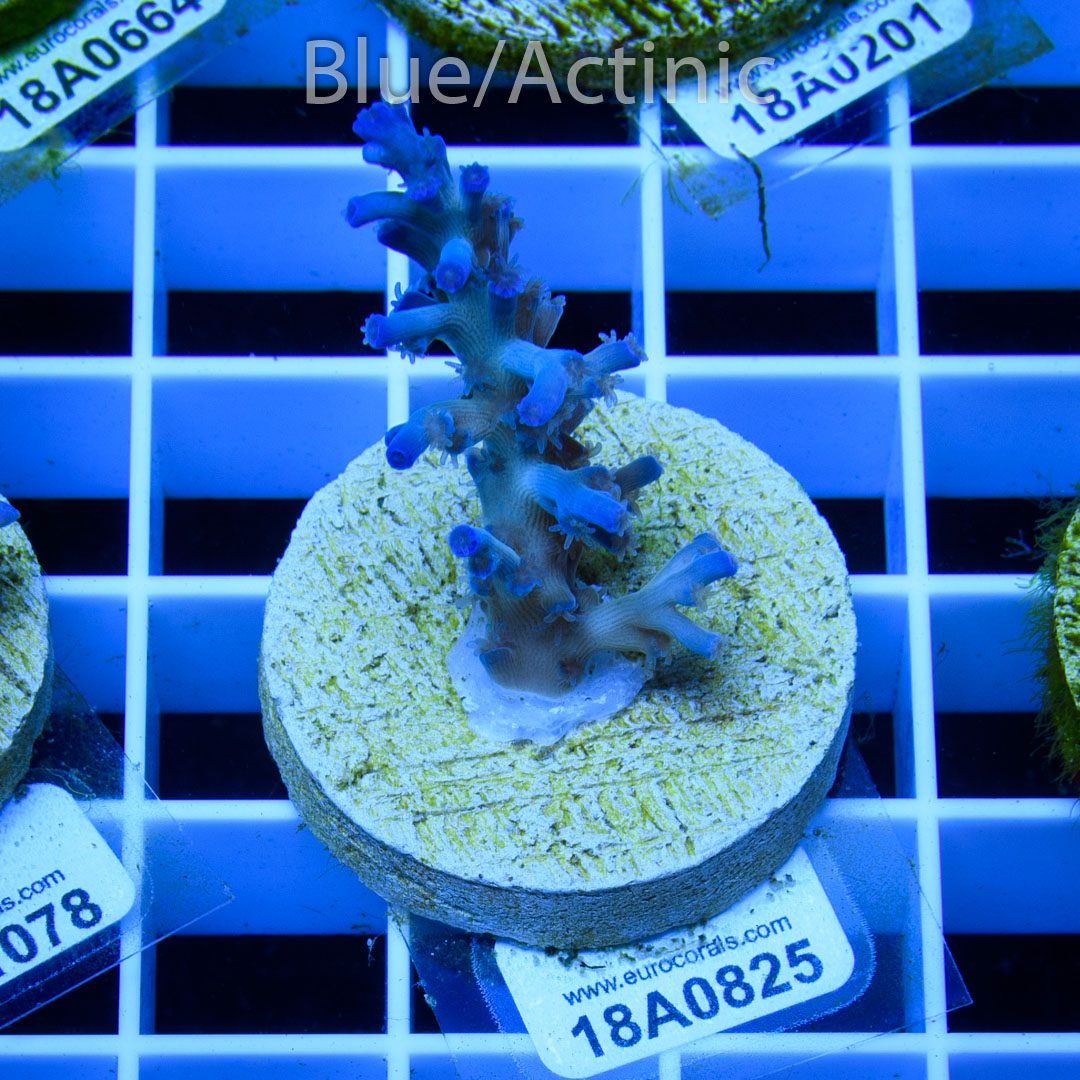 EC Icefire Echinata Boosted Blue – Bild 2
