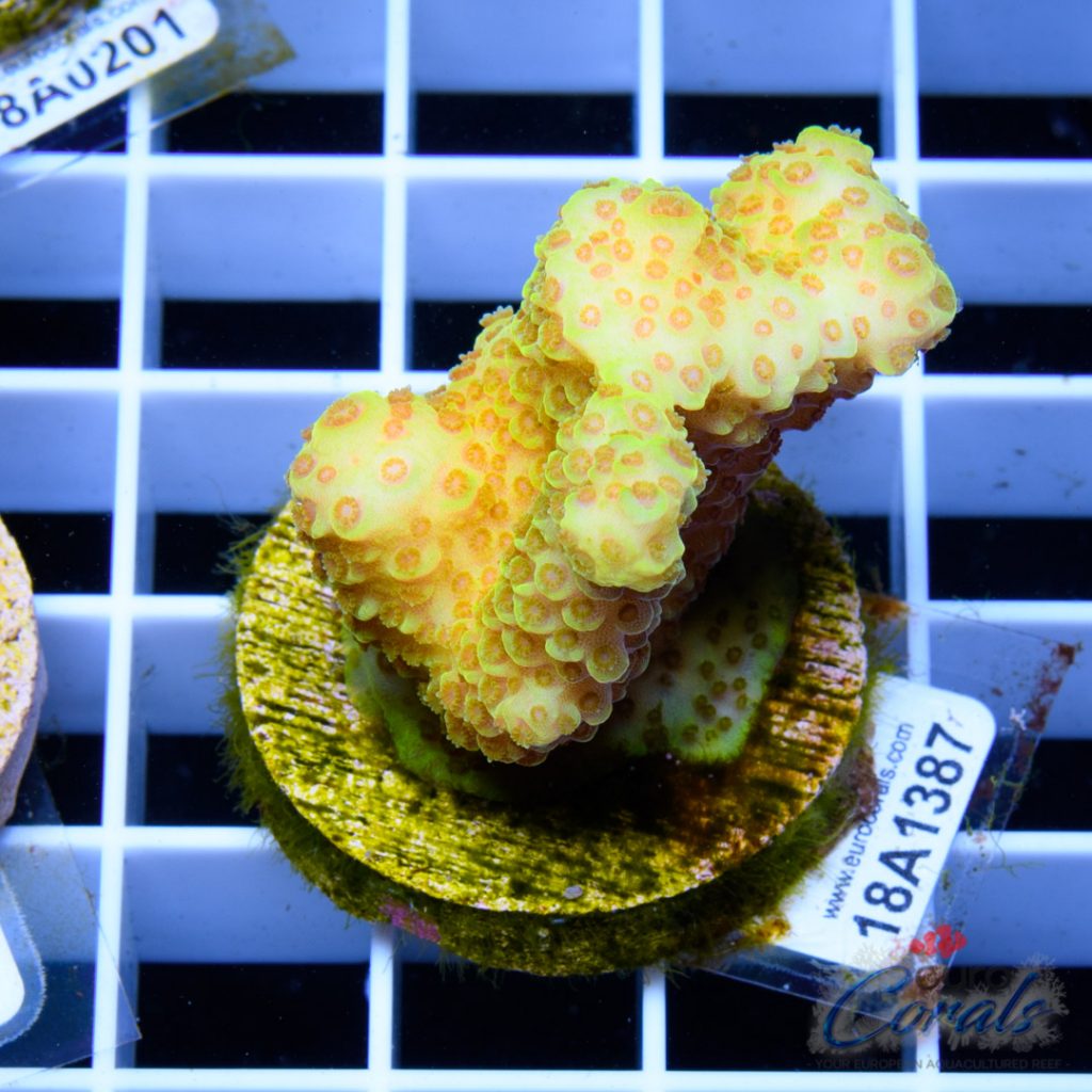 EC Yellow Spathulata