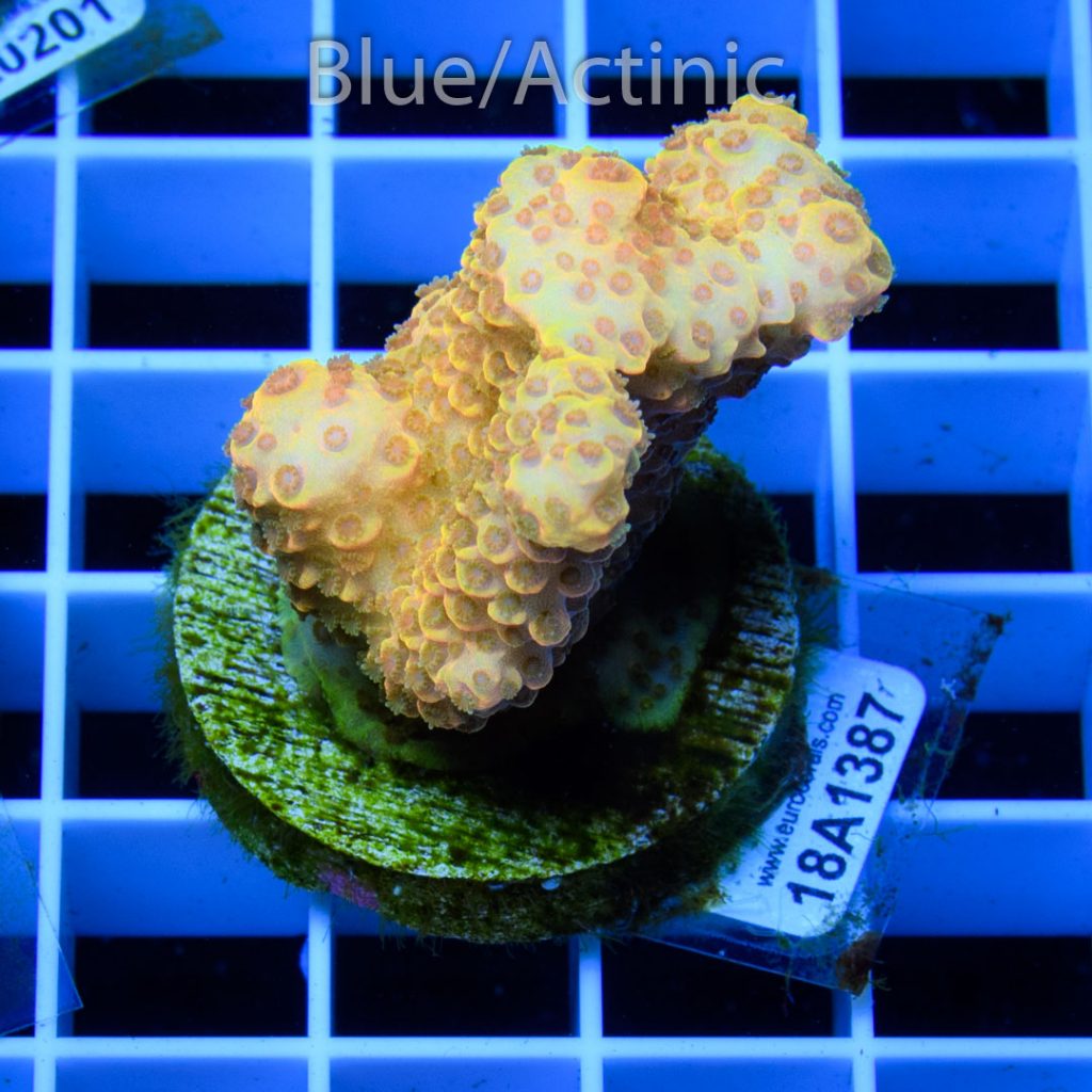 EC Yellow Spathulata - Image 2