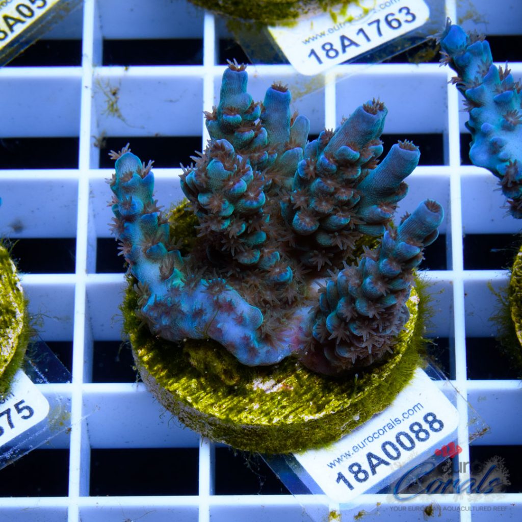 EC Banana-Boy Blue Acro RARE