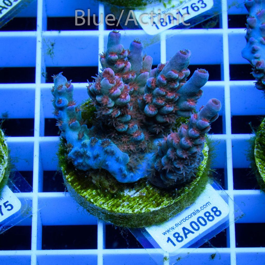 EC Banana-Boy Blue Acro RARE - Image 2