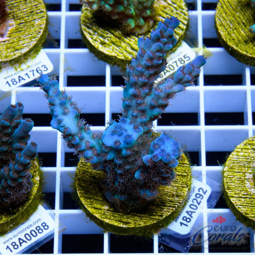 EC Banana-Boy Blue Acro RARE