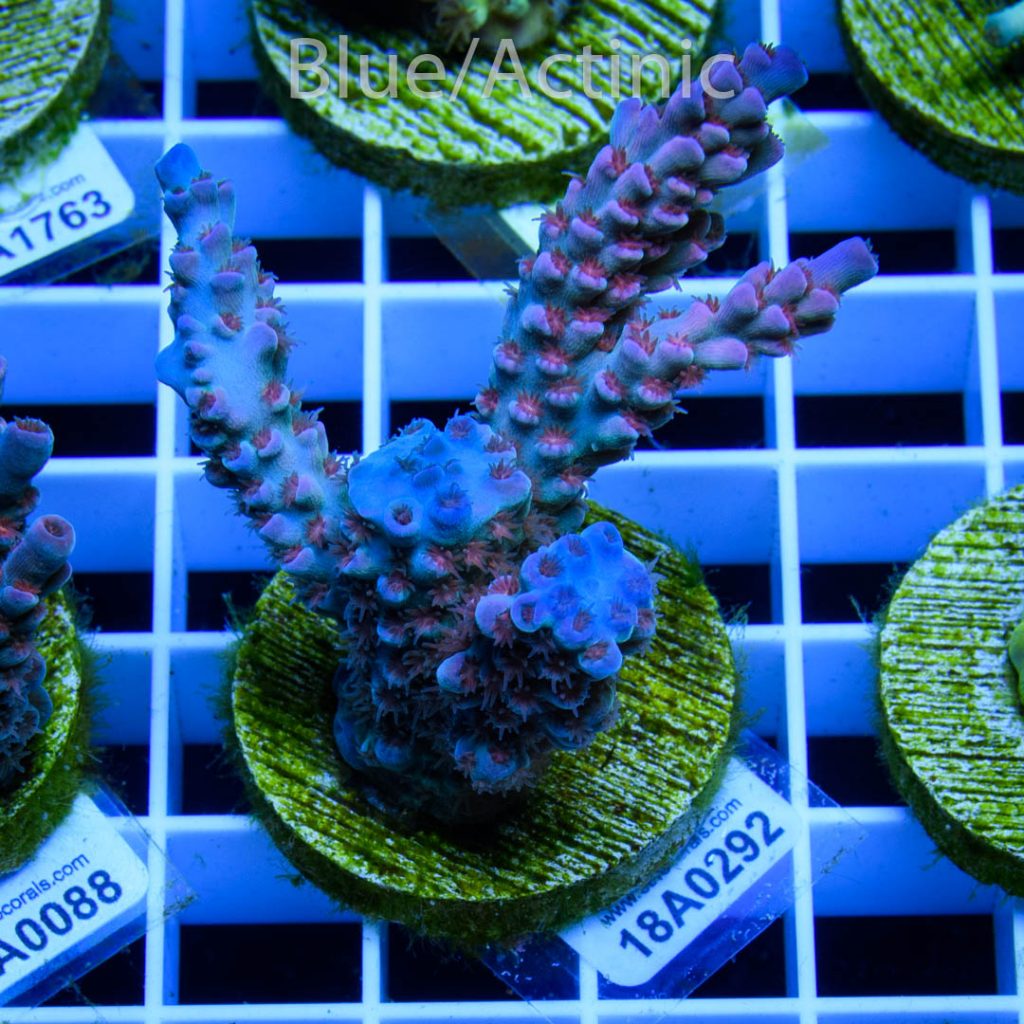 EC Banana-Boy Blue Acro RARE - Image 2