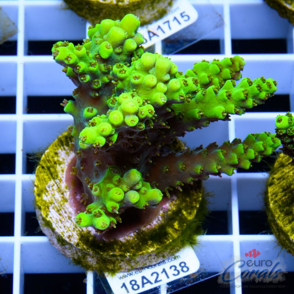 EC Green Trident Acro