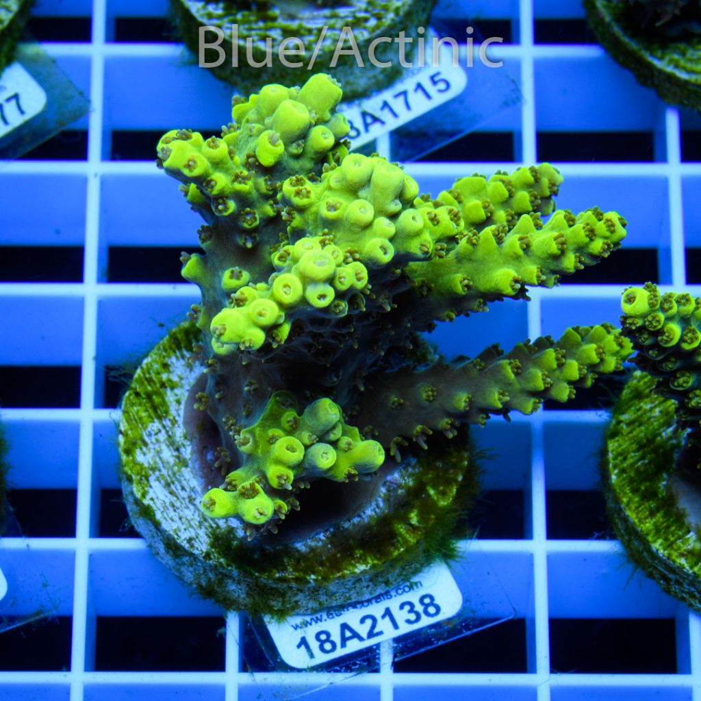 EC Green Trident Acro - Image 2