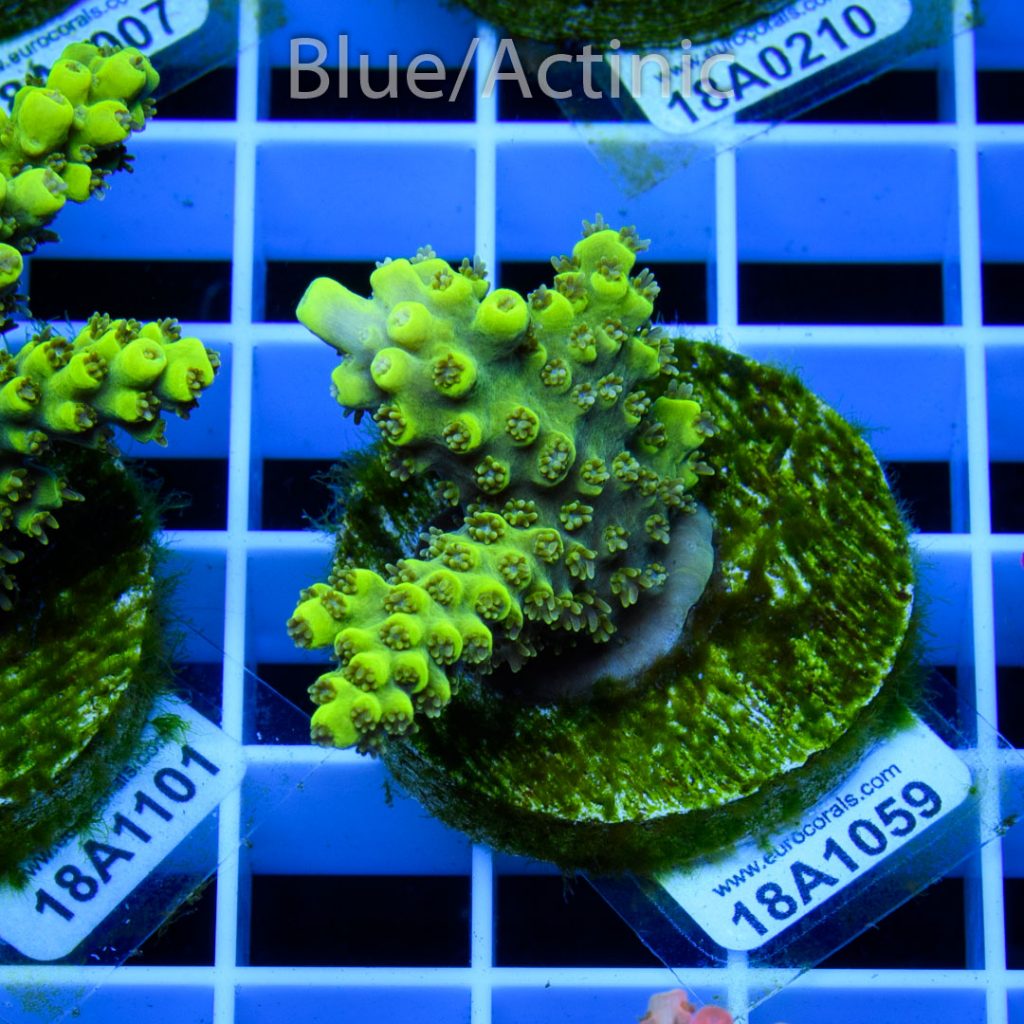 EC Green Trident Acro - Image 2