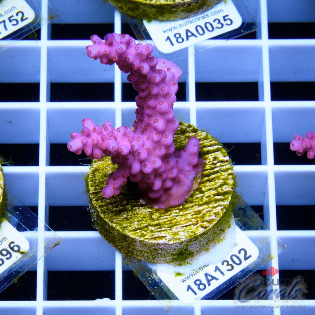 EC Pinky Wacko Acro RARE