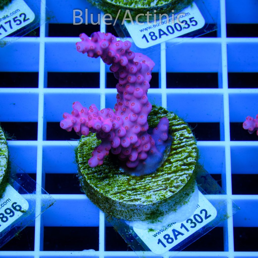 EC Pinky Wacko Acro RARE - Image 2
