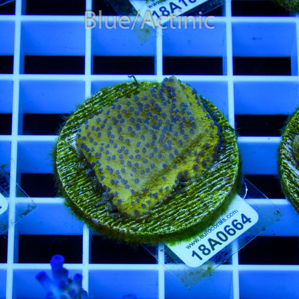 EC Reverse Pockerstars Monti - Image 2