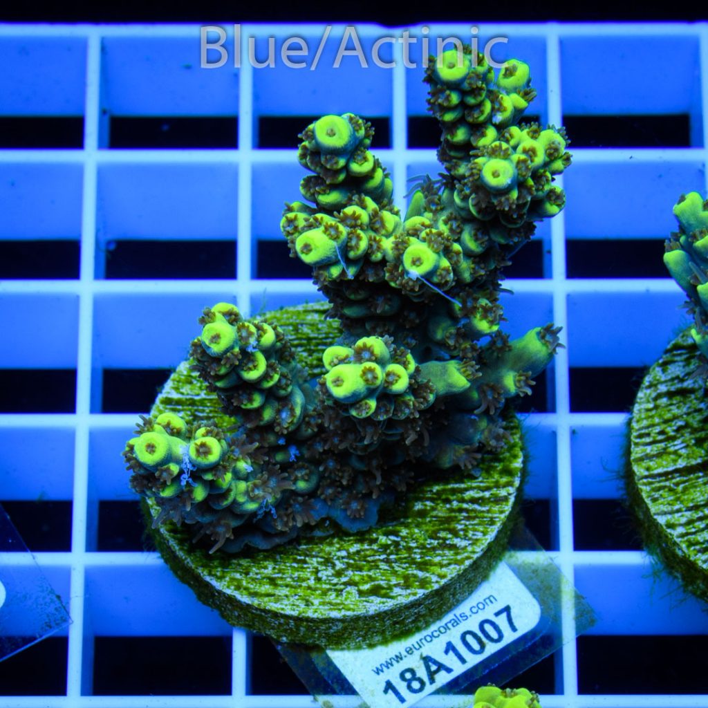 EC Skyparade Acro - Image 2