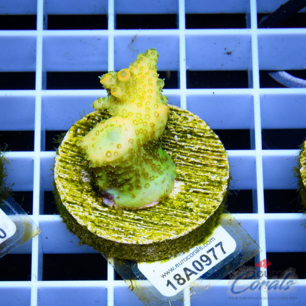 EC Crazzy Banana Mille LIMITED