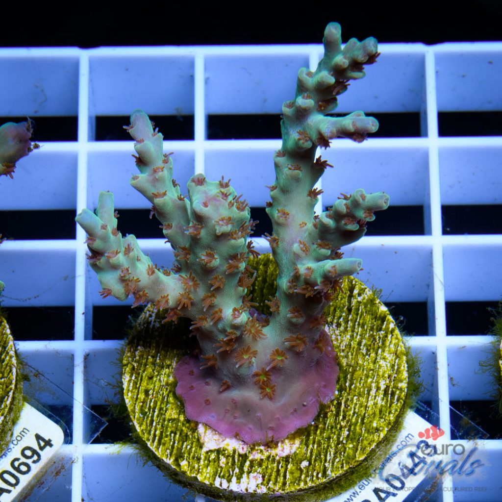 EC Wildfire Acro