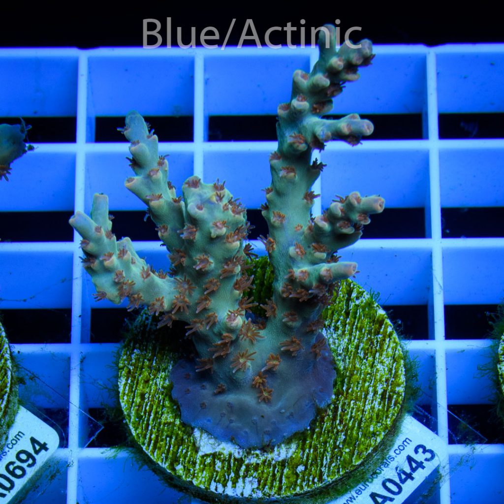 EC Wildfire Acro - Image 2