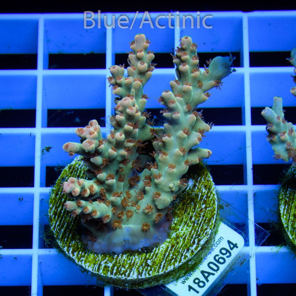 EC Wildfire Acro - Image 2