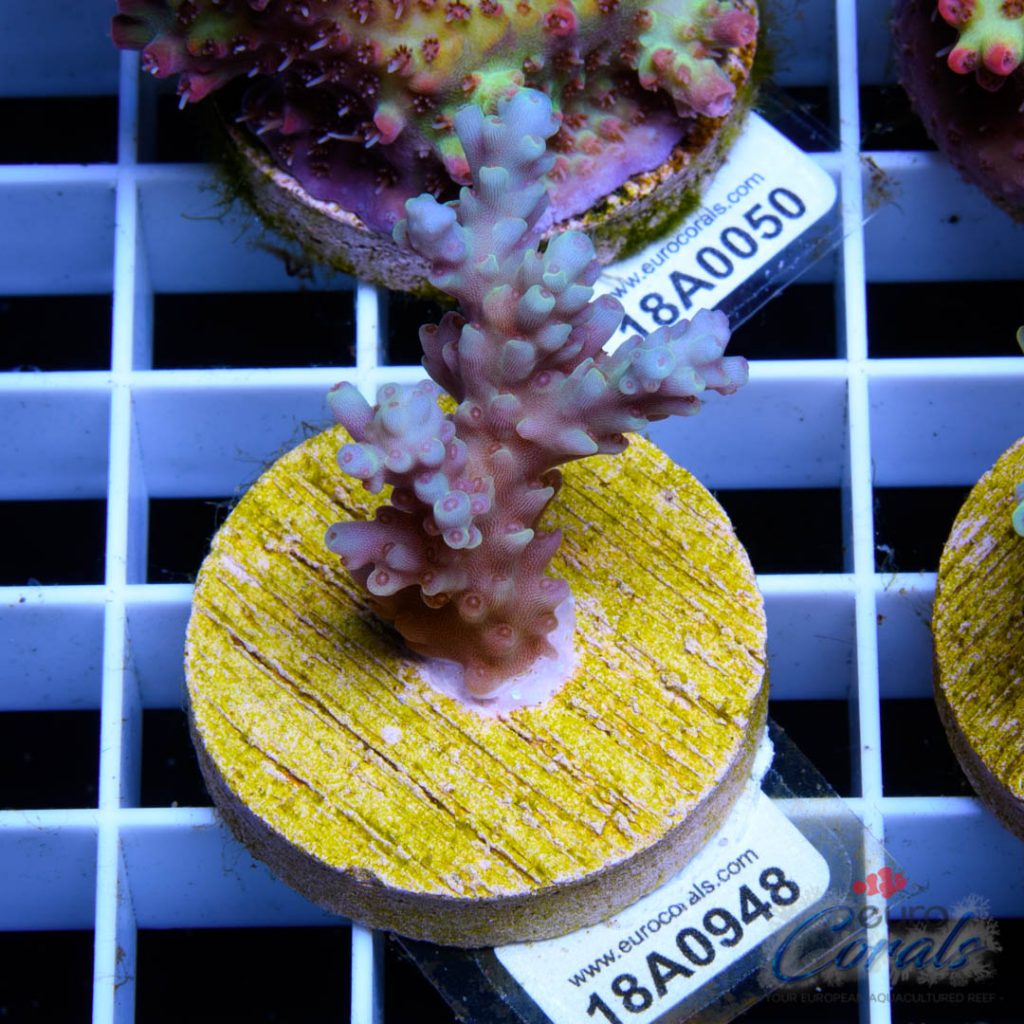 EC Dragonpuff Acropora