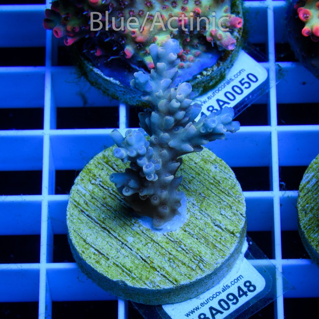 EC Dragonpuff Acropora - Image 2