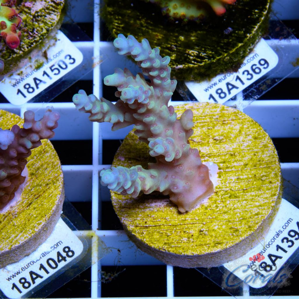 EC Dragonpuff Acropora