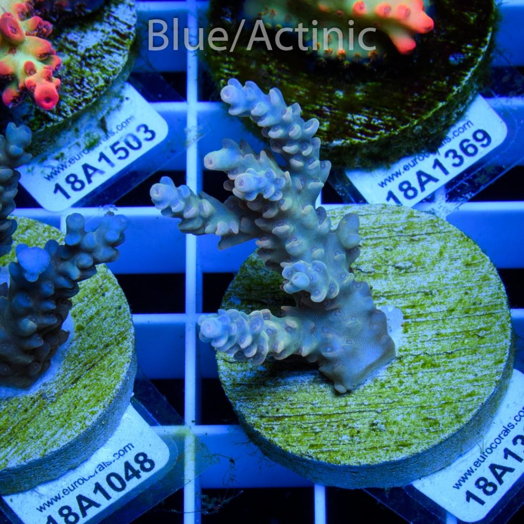 EC Dragonpuff Acropora - Image 2
