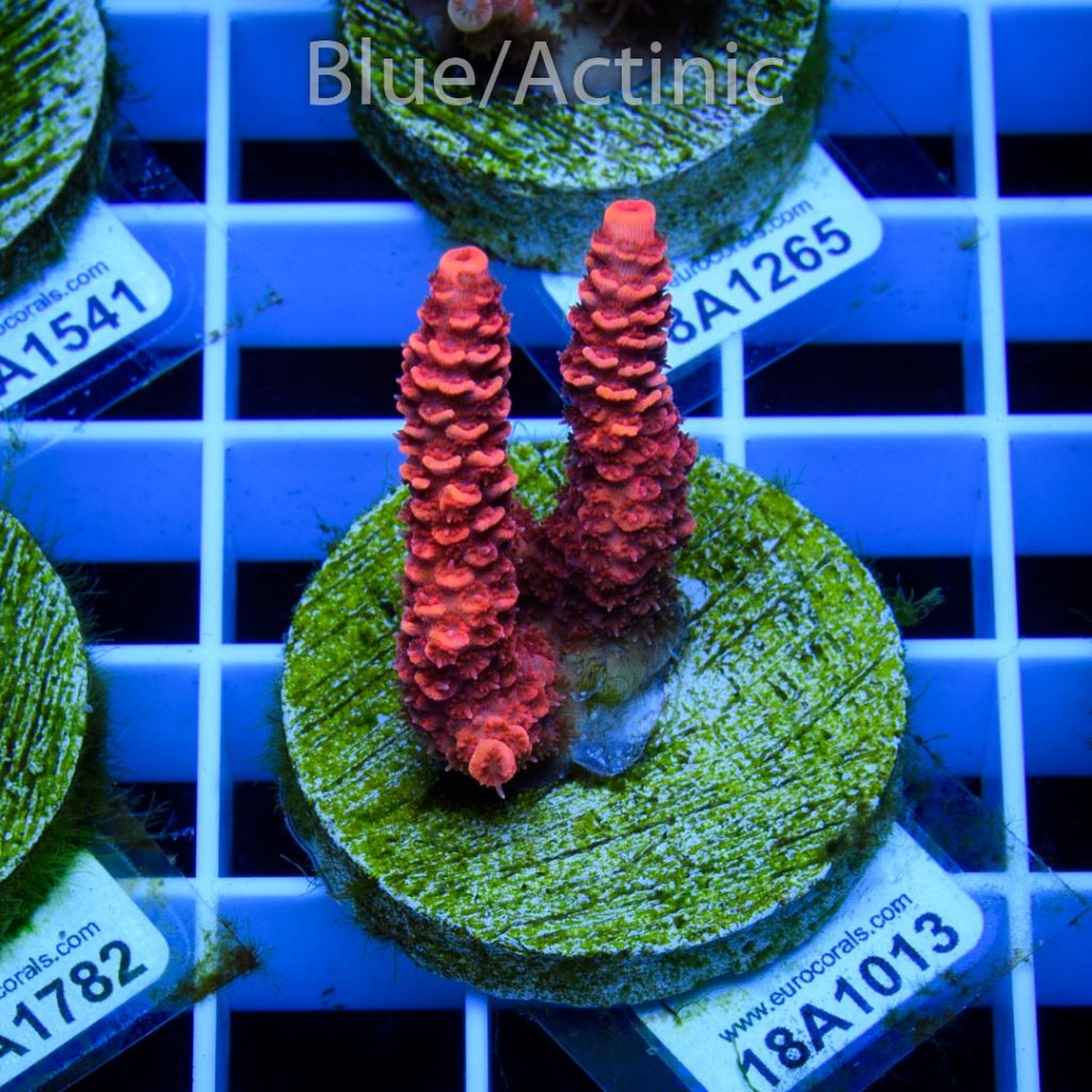 EC Blood Red Mille - Image 2