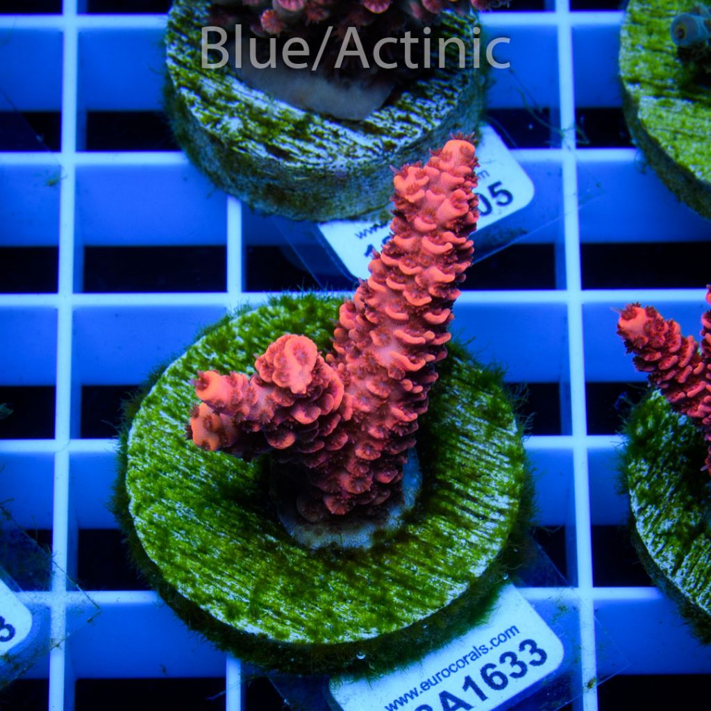 EC Blood Red Mille - Image 2