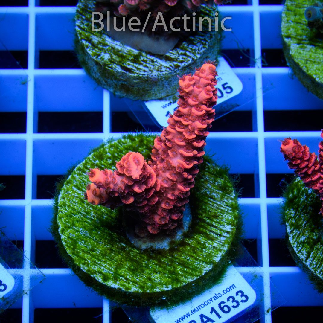 EC Blood Red Mille – Bild 2