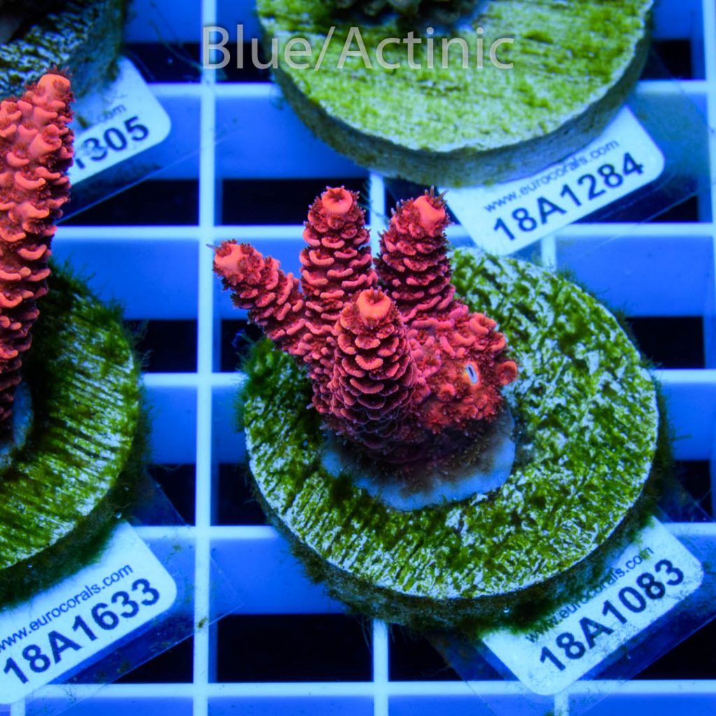 EC Blood Red Mille - Image 2