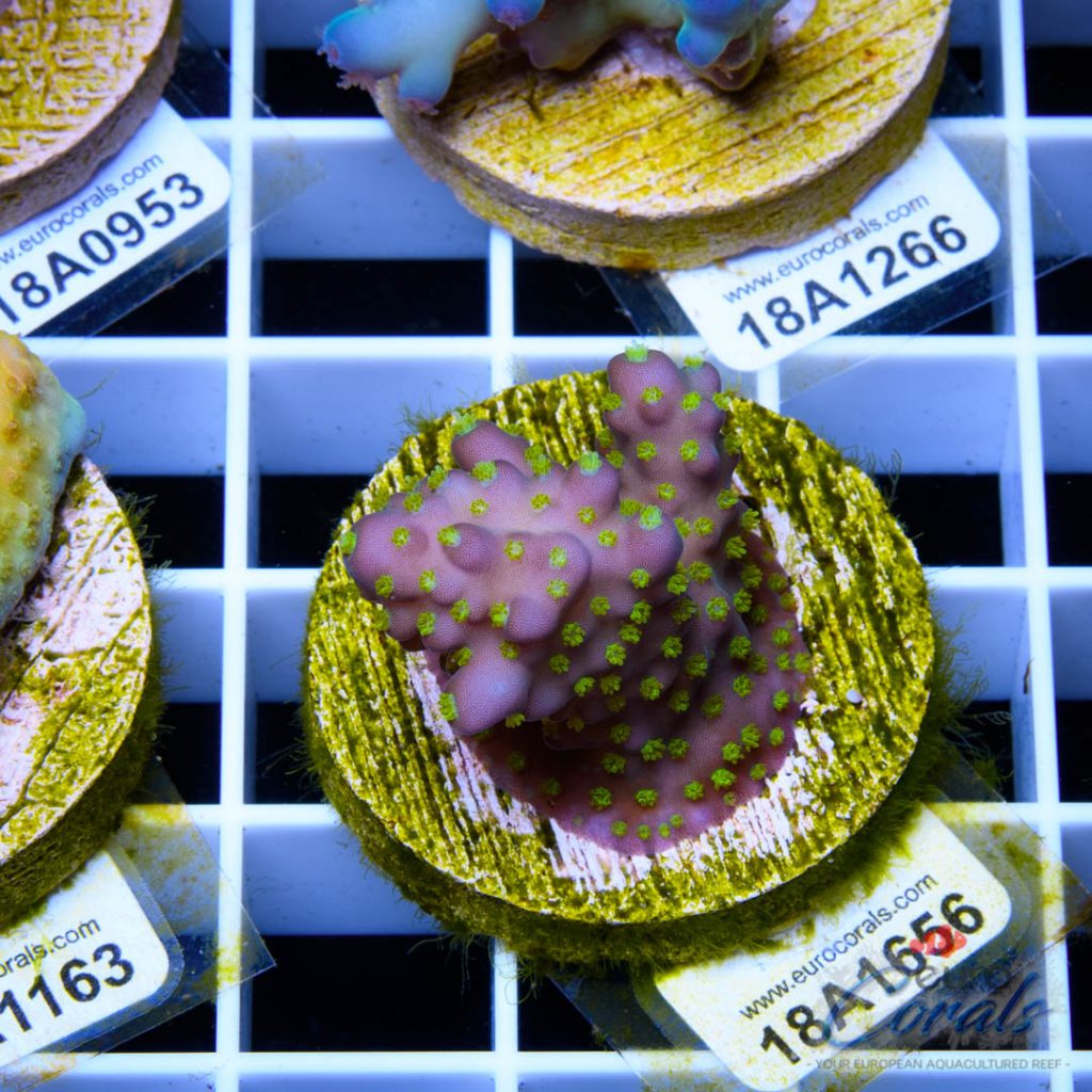 EC Tricolor Fiji Acro