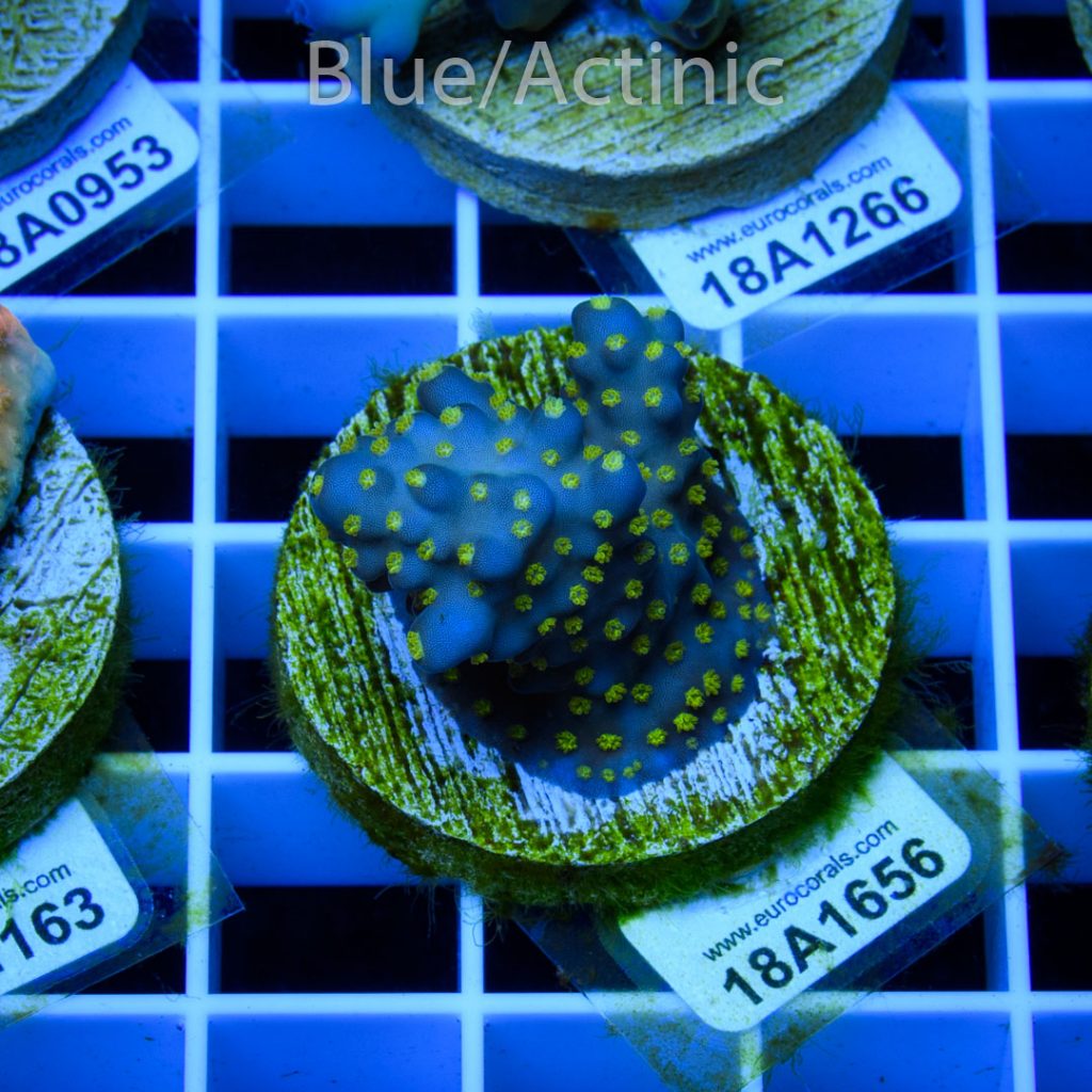 EC Tricolor Fiji Acro - Image 2