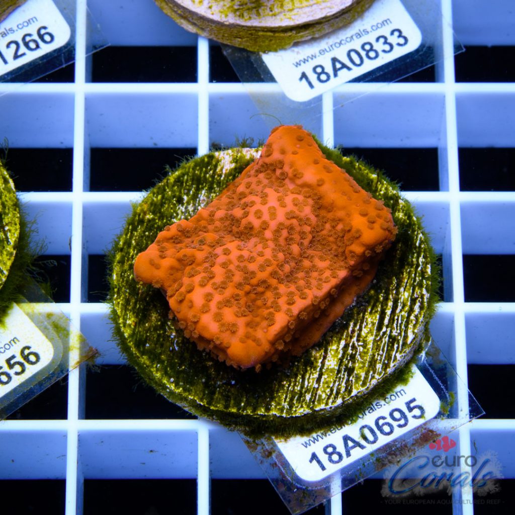 EC Red/Orange Monti