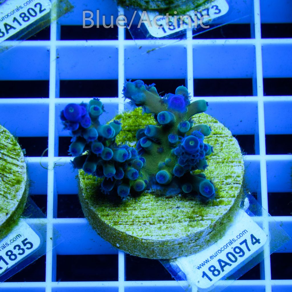 EC Electric Myagi Tort - Image 2
