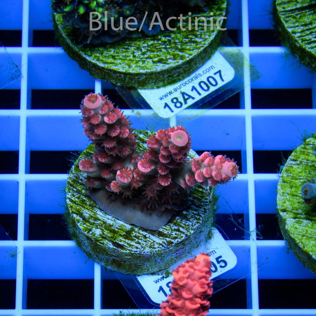 EC Cream City Pinky Acro RARE - Image 2
