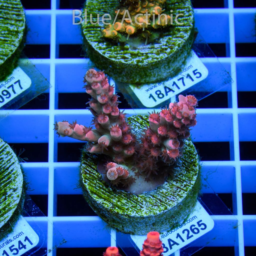 EC Cream City Pinky Acro RARE - Image 2