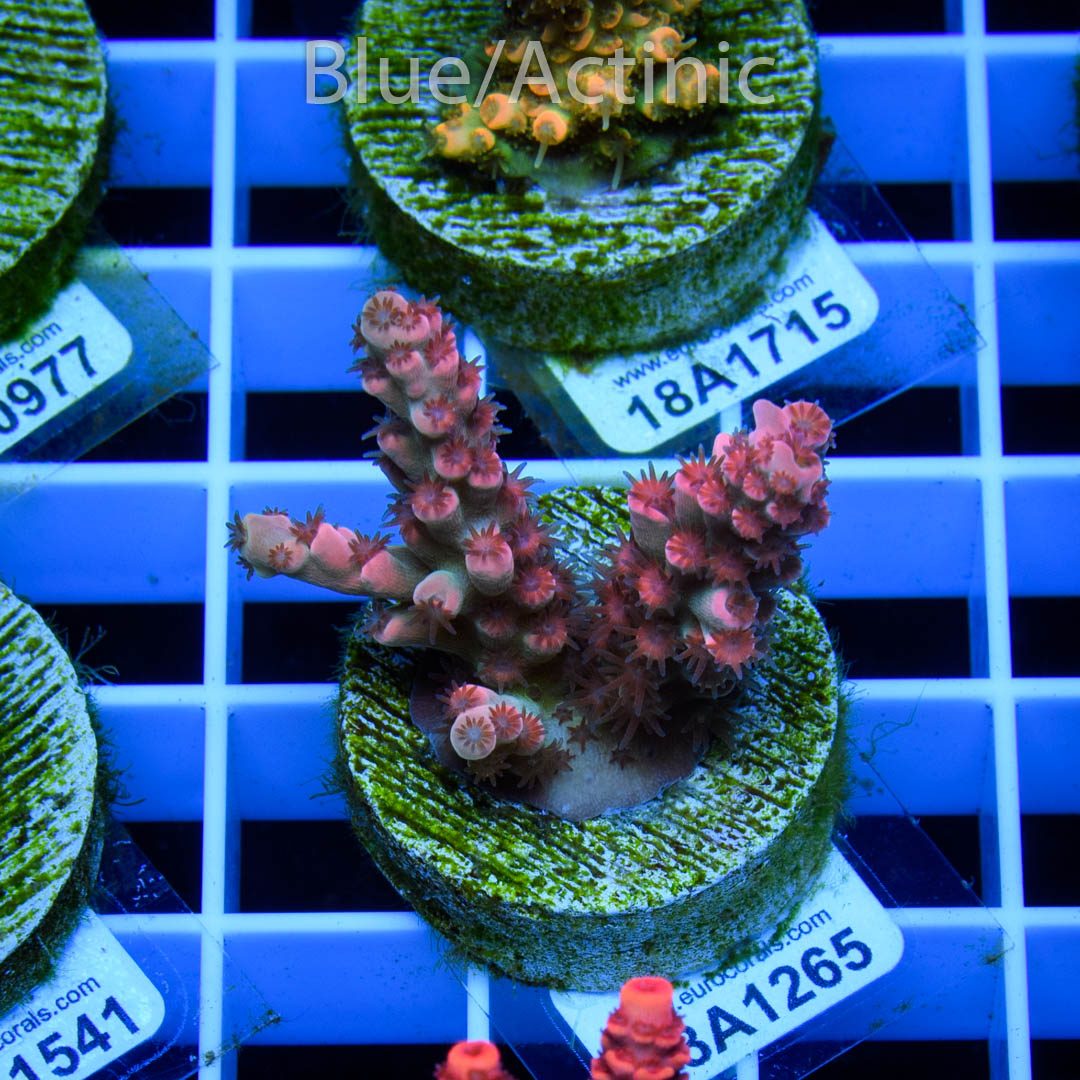 EC Cream City Pinky Acro RARE - Imagen 2
