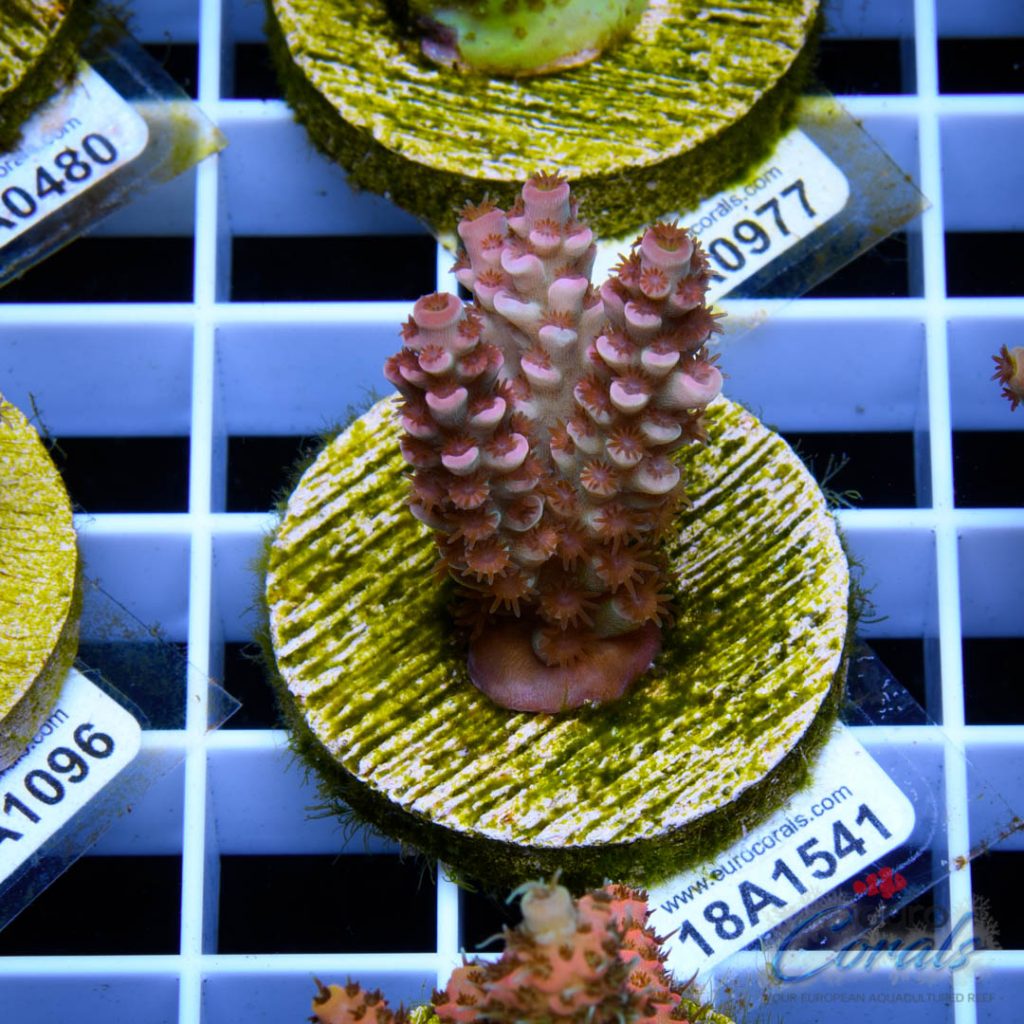EC Cream City Pinky Acro RARE