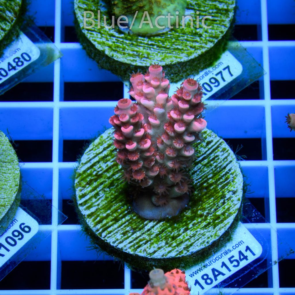 EC Cream City Pinky Acro RARE - Image 2