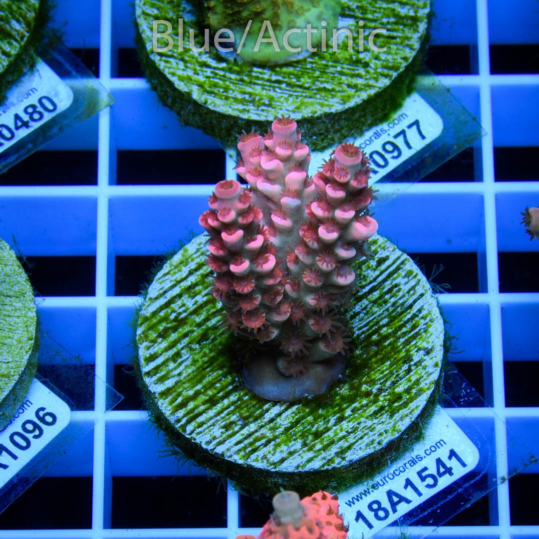 EC Cream City Pinky Acro RARE – Bild 2