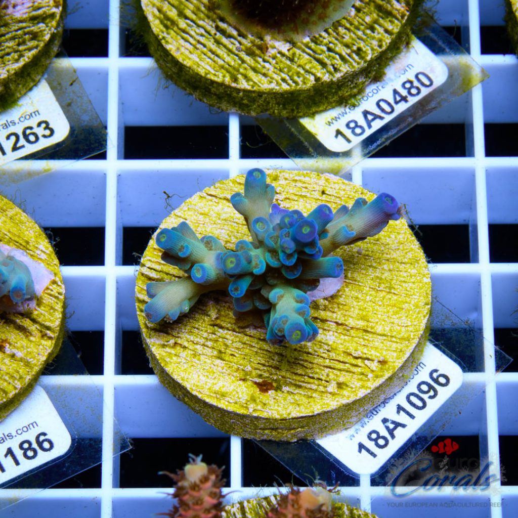 EC Homewrecker Acro RARE/LIMITED