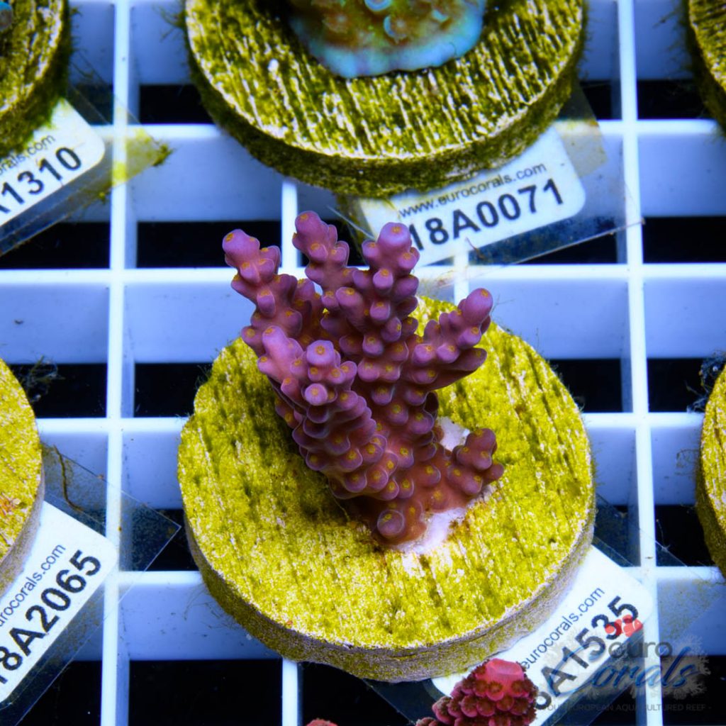 EC Rainbow Flamingo Yellow Polyps