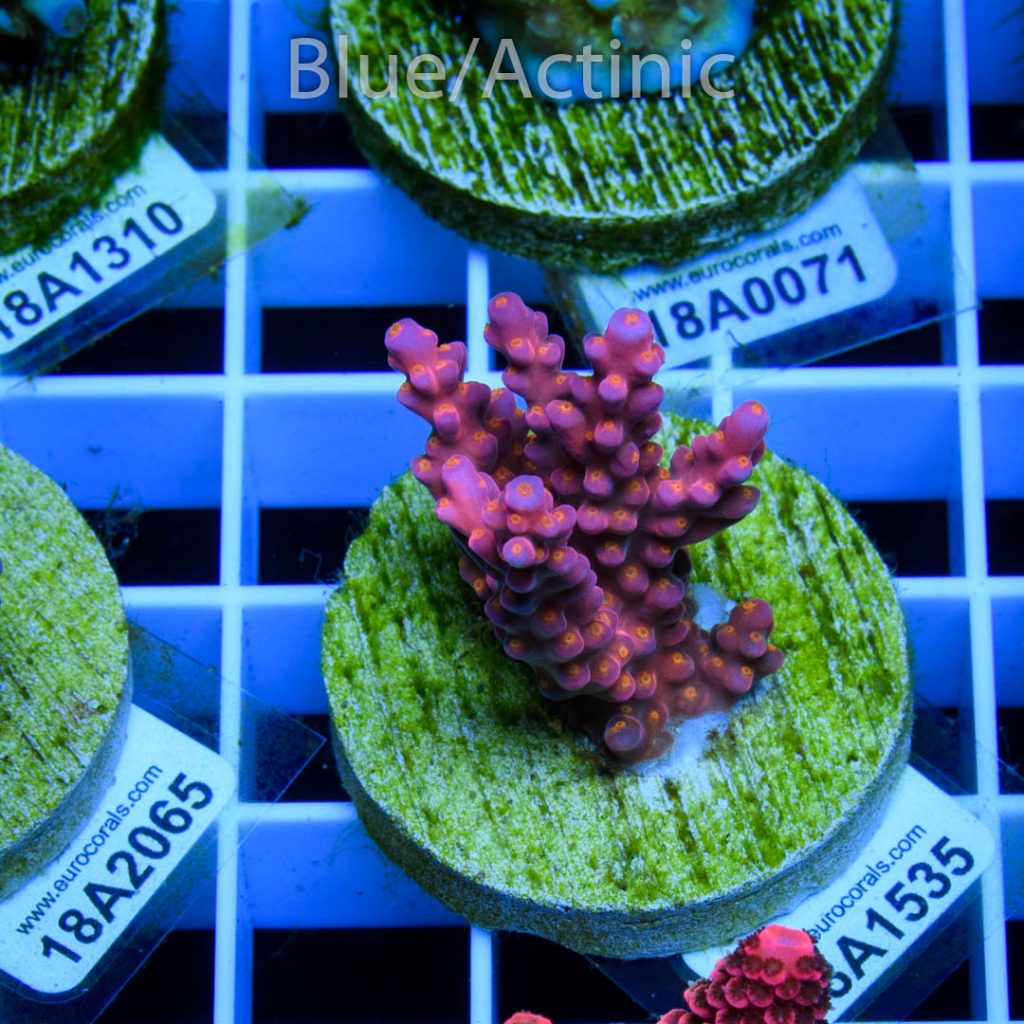 EC Rainbow Flamingo Yellow Polyps - Image 2