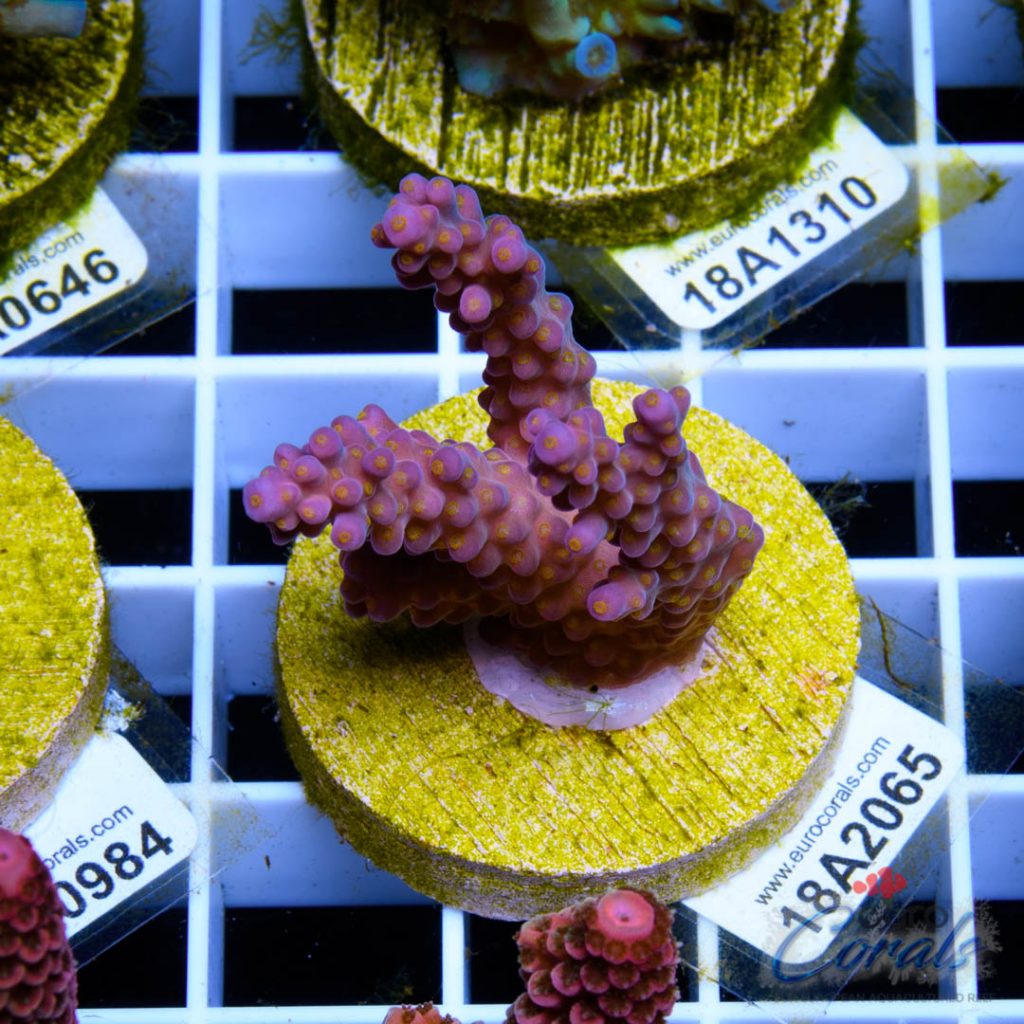 EC Rainbow Flamingo Yellow Polyps