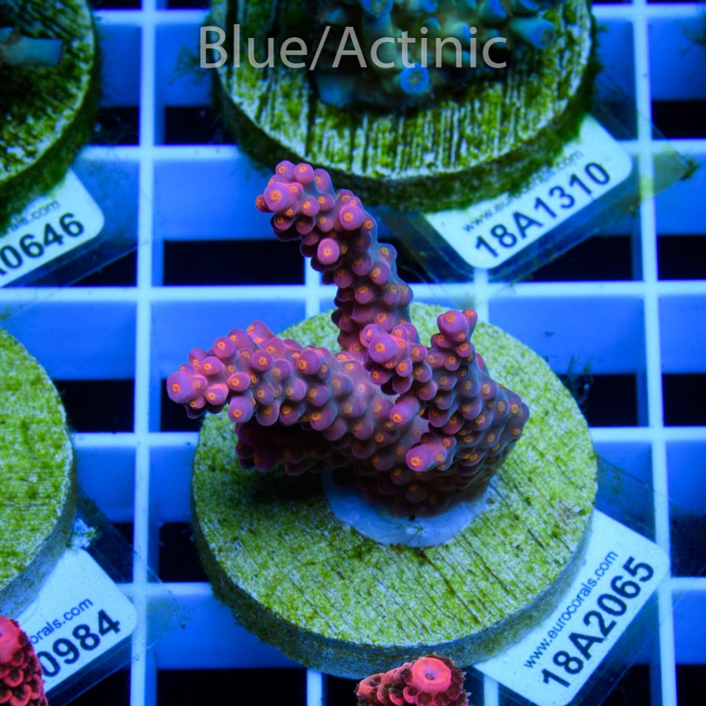EC Rainbow Flamingo Yellow Polyps - Image 2