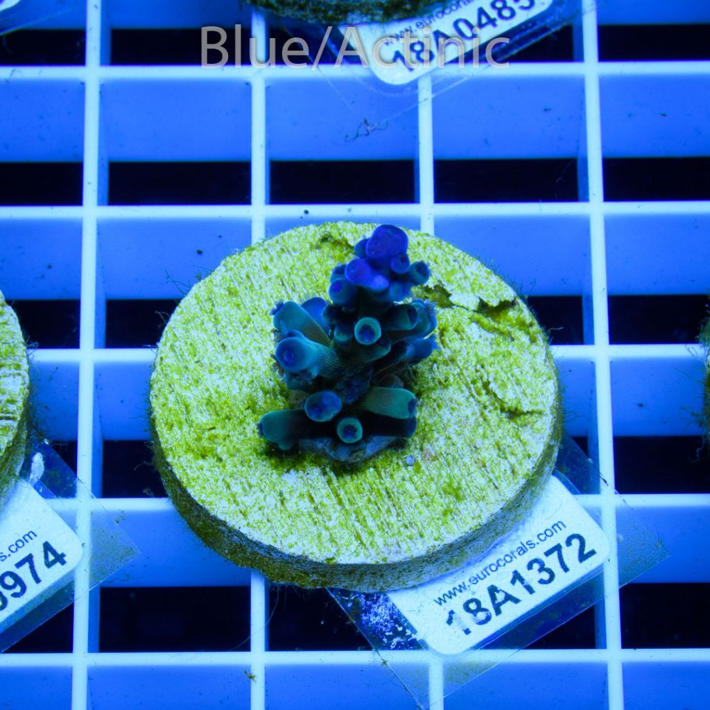 EC Electric Myagi Tort - Image 2