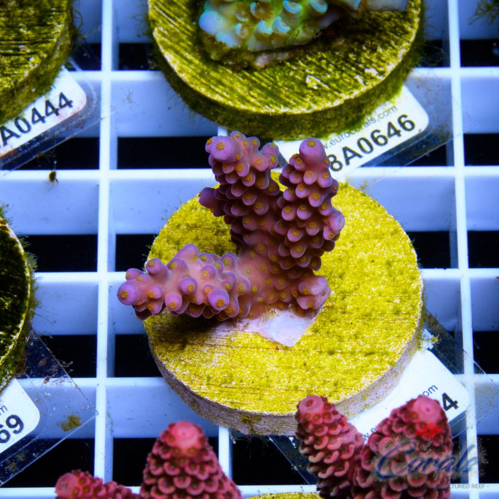 EC Rainbow Flamingo Yellow Polyps