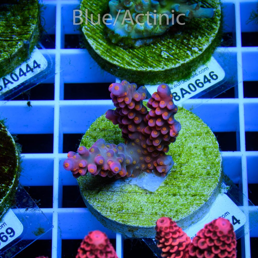 EC Rainbow Flamingo Yellow Polyps - Image 2