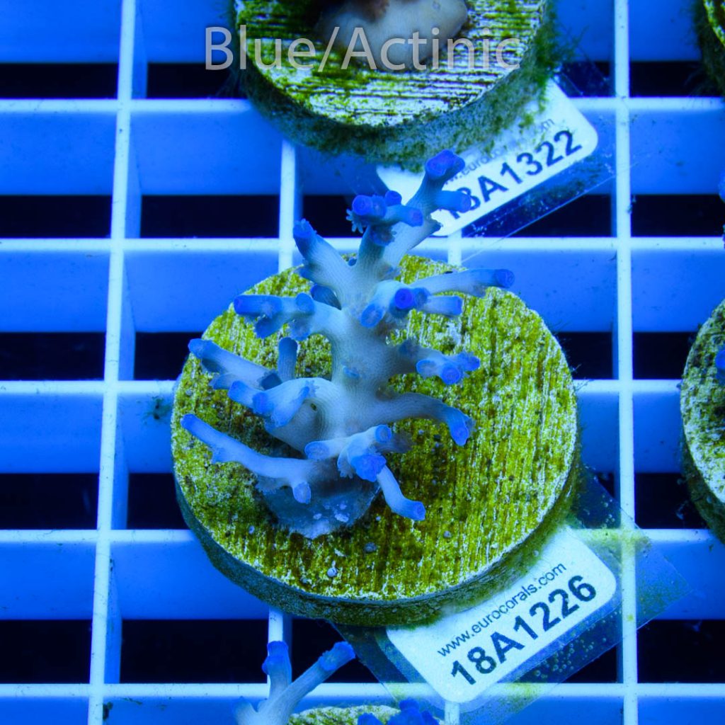 EC Icefire Echinata Boosted Blue - Image 2
