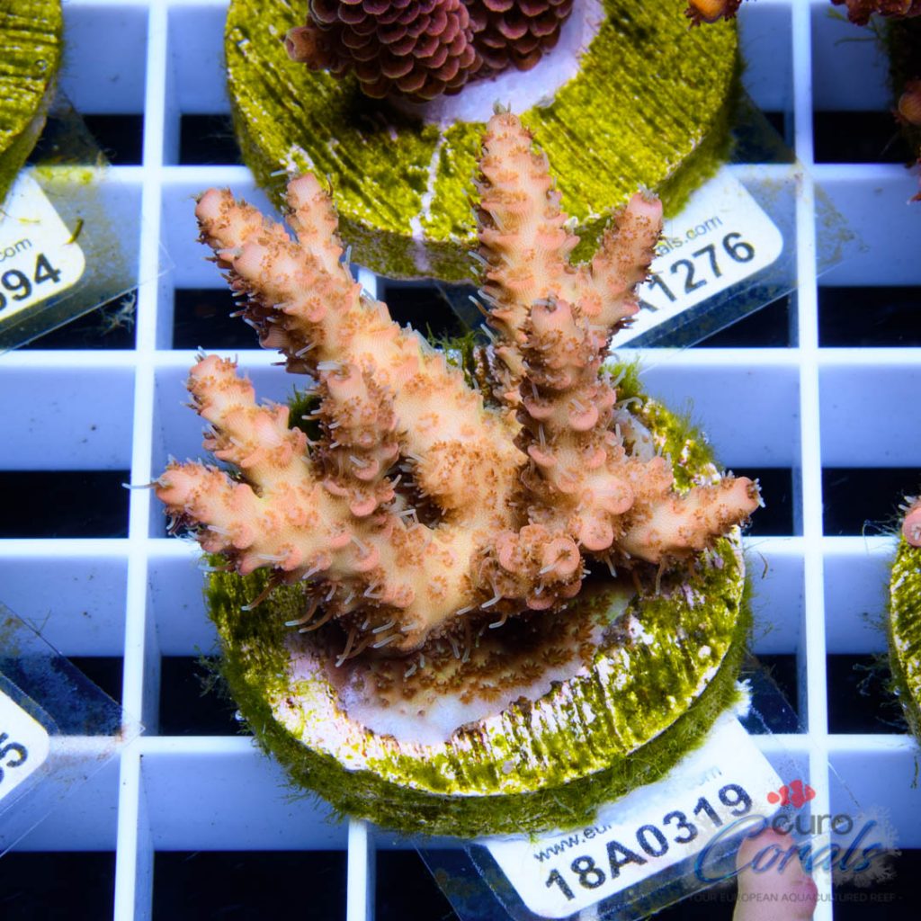 EC Millepora Sunset