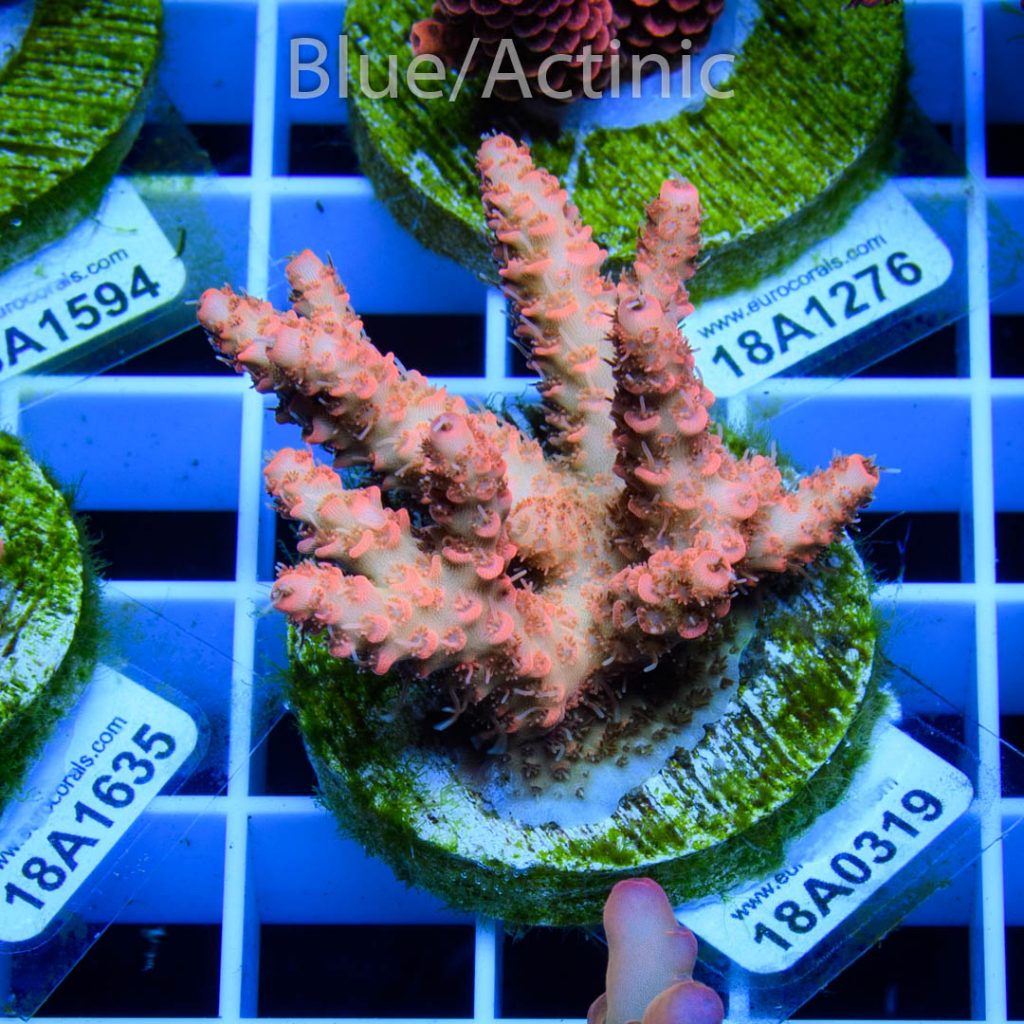 EC Millepora Sunset - Image 2